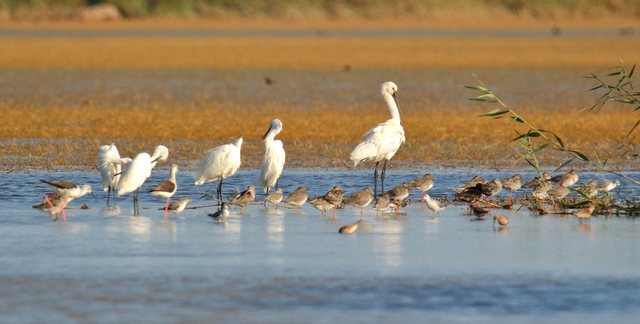 Sicily early August 2023 &hellip; and the migratory waders and - Bild 3
